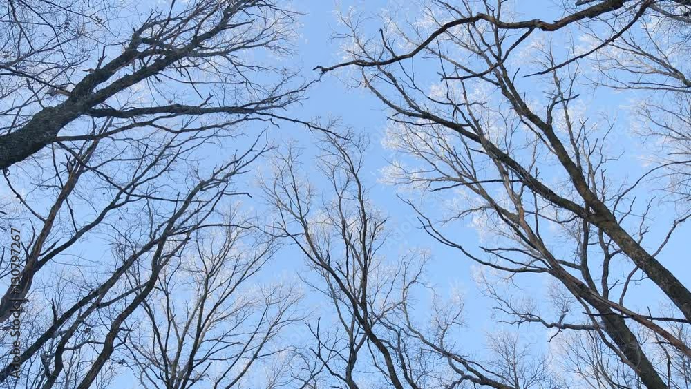 tops of trees in the snow frozen forest against the blue sky nature landscape winter tops of trees in the snow frozen forest against the blue sky nature landscape winter