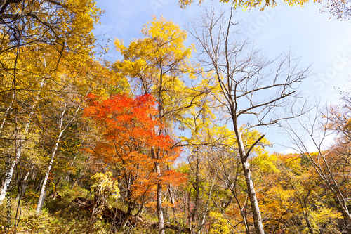 Forest in Autumn season