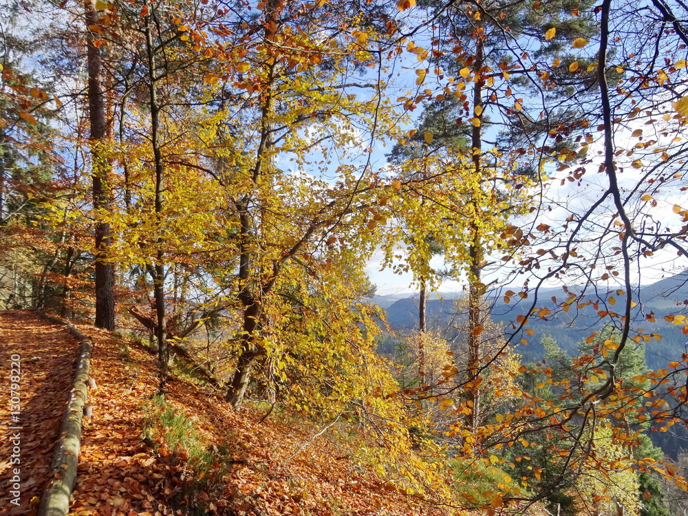 Forest near Pravcicka brana with fallen leaves on ground, National park Bohemian Forest near Pravcicka brana with fallen leaves on ground, National park Bohemian