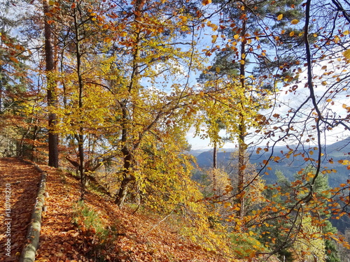 Forest near Pravcicka brana with fallen leaves on ground, National park Bohemian  © martin_luminar