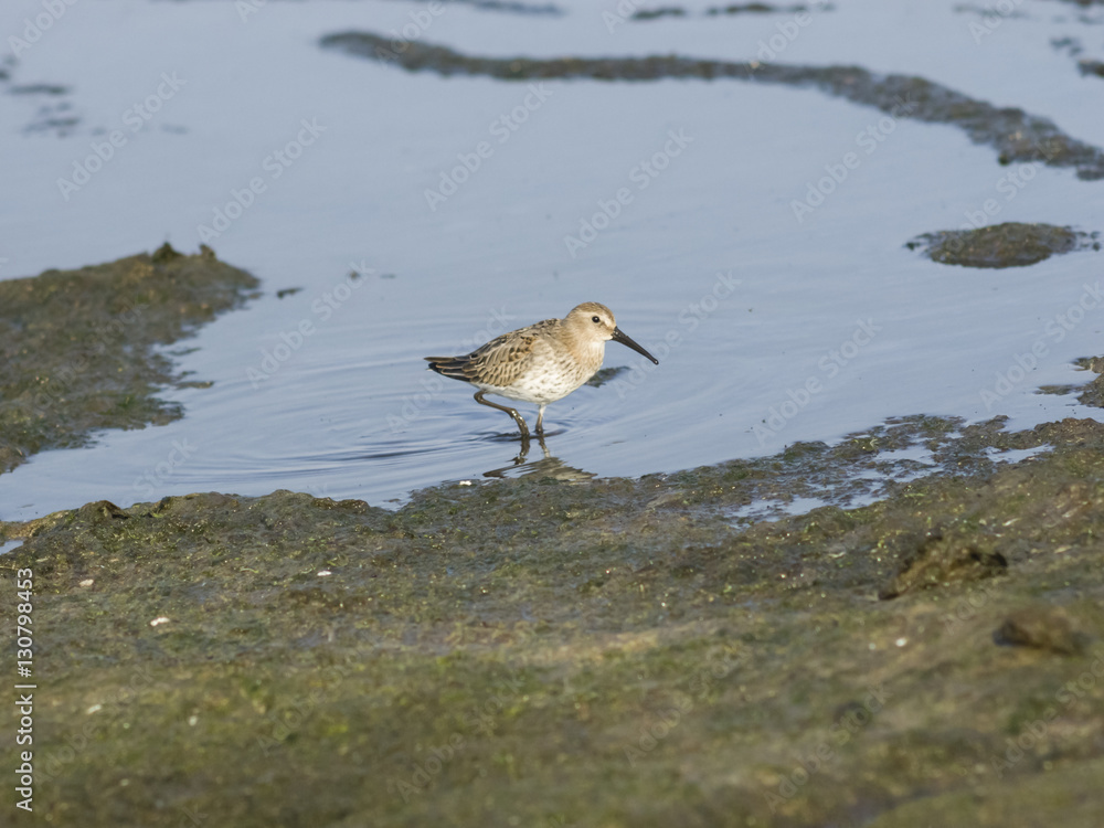 Red Knot, Calidris canutus, bird standing in tide at sea shoreline, close-up portrait, selective focus, shallow DOF Red Knot, Calidris canutus, bird standing in tide at sea shoreline, close-up portrait, selective focus, shallow DOF