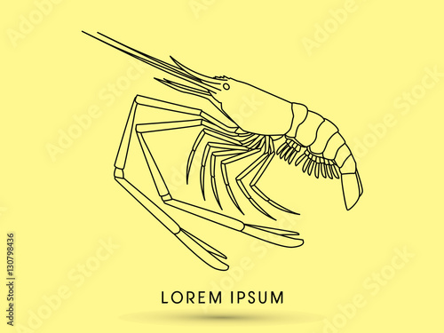 Giant freshwater prawn, shrimp graphic vector.