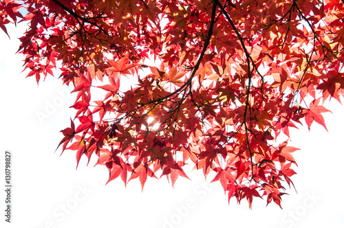 Maple leaves in Autumn season.Japan