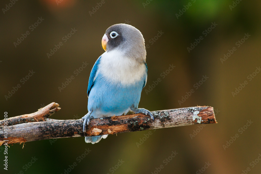 Blue lovebird standing on the tree in garden on blurred bokeh background