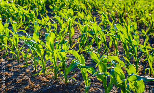 Part of a large field with young corn plants in curved rows