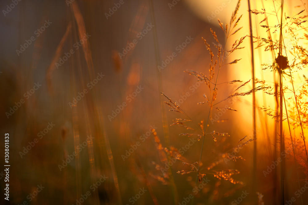 Obraz premium grass in sunlight