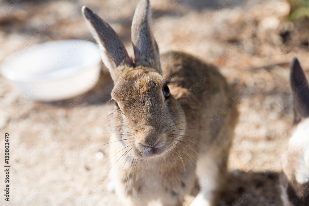 Fototapeta premium Cute rabbits in rabbit island