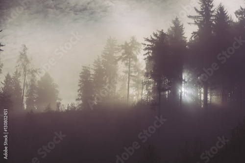 Fototapeta Naklejka Na Ścianę i Meble -  sunlight through misty forest trees