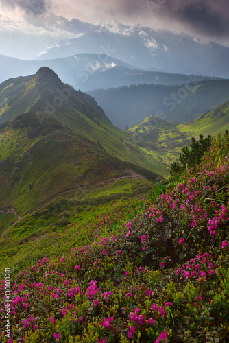 rhododendron flowers in the foreground, dramatic fog after thunderstorm. light through clouds