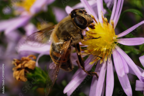 Macro side view of Caucasian striped flower a fly with wings photo