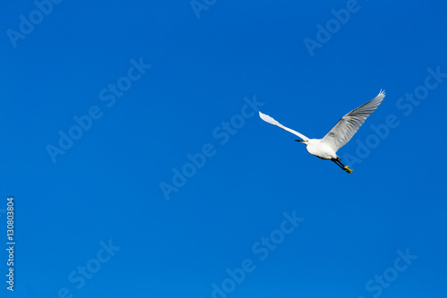 A heron flies over the blue sky.