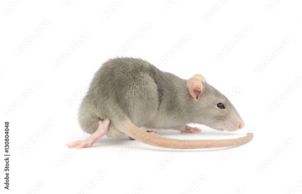 rat isolated on the white background rat isolated on the white background