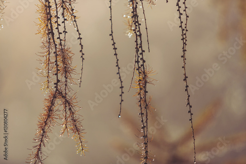 Tree branch with raindrops