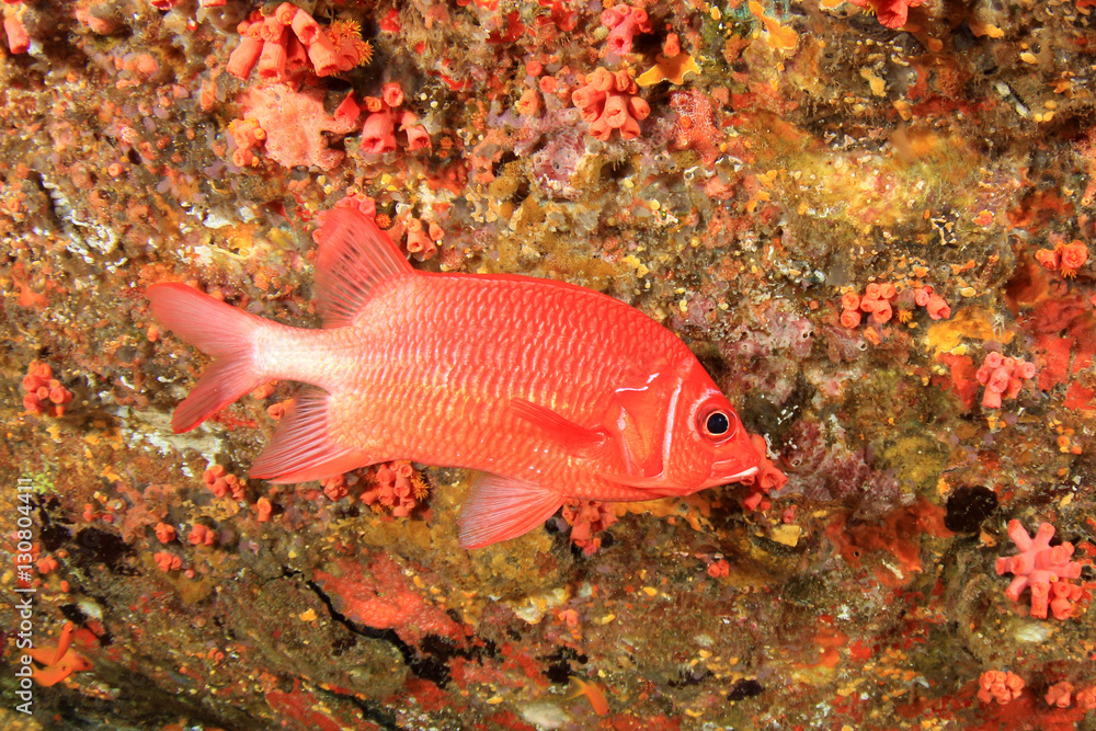 Coral reef underwater with fish in ocean Coral reef underwater with fish in ocean