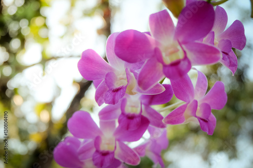 Orchid © toeytoey