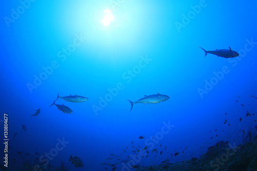 Tuna fish in sea © Richard Carey