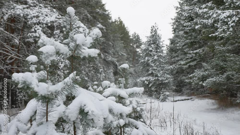 tree branch in the snow in the wind christmas nature swinging winter forest landscape tree branch in the snow in the wind christmas nature swinging winter forest landscape