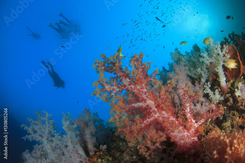 Fototapeta Naklejka Na Ścianę i Meble -  Scuba diving on coral reef