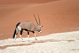 oryx in Africa