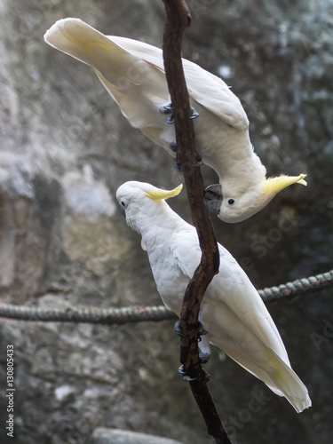 White Umbrella Cockatoo photo