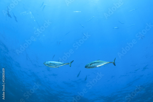 Tuna fish underwater