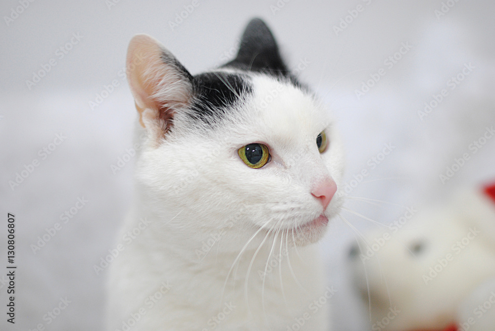 Black and white cat teddy sale