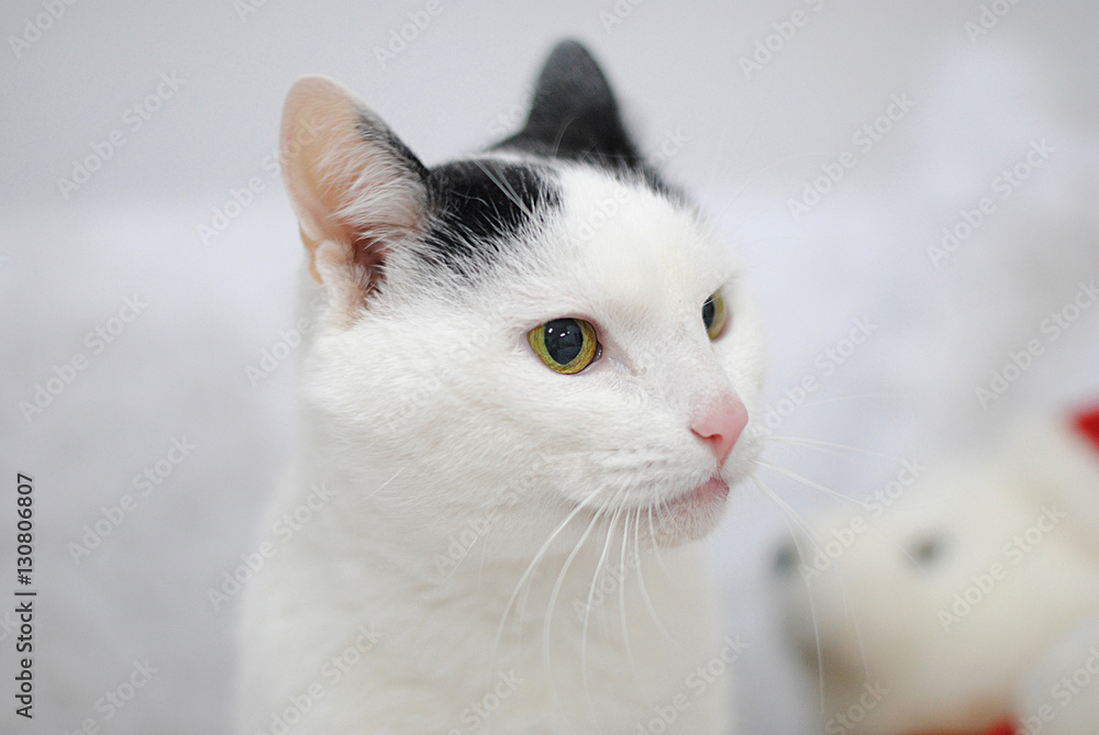 White cat with a black spot in the bright Christmas interior. Teddy bear in the background