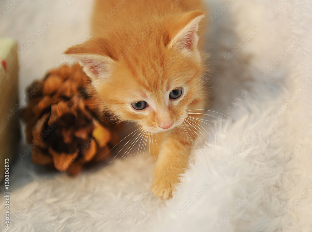 Little ginger kitten on a white fluffy rug with large pine cones. Christmas mood Little ginger kitten on a white fluffy rug with large pine cones. Christmas mood