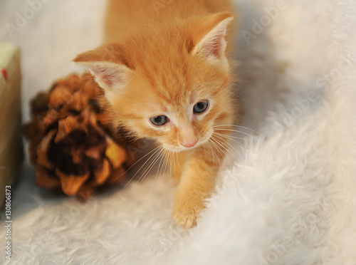 Little ginger kitten on a white fluffy rug with large pine cones. Christmas mood