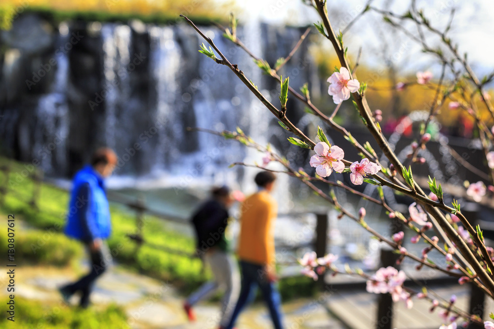 plum flower plum flower