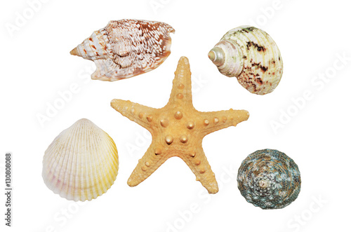 Starfish and seashells closeup