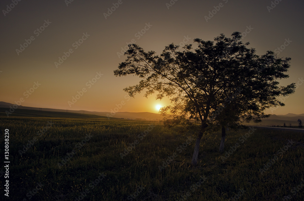 Beautiful lonely tree on the field illuminated with rays of the sunset