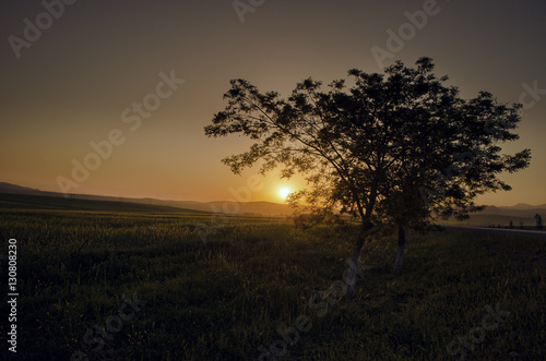 Beautiful lonely tree on the field illuminated with rays of the sunset