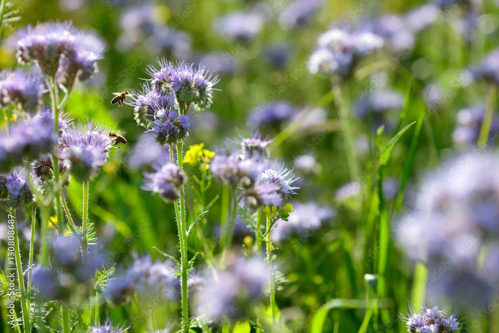 wild flowers wild flowers