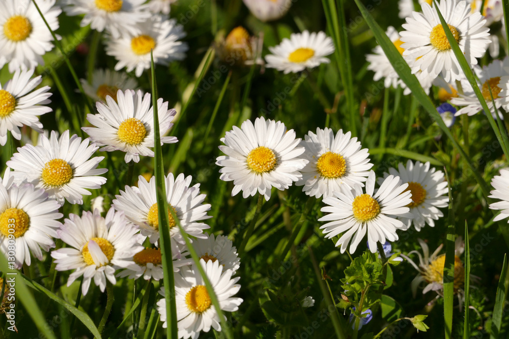 Gänseblümchen auf der Wiese Gänseblümchen auf der Wiese