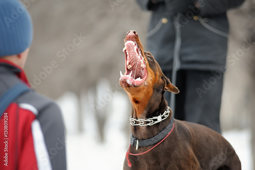 angry dangerous doberman dog protection barking attacks