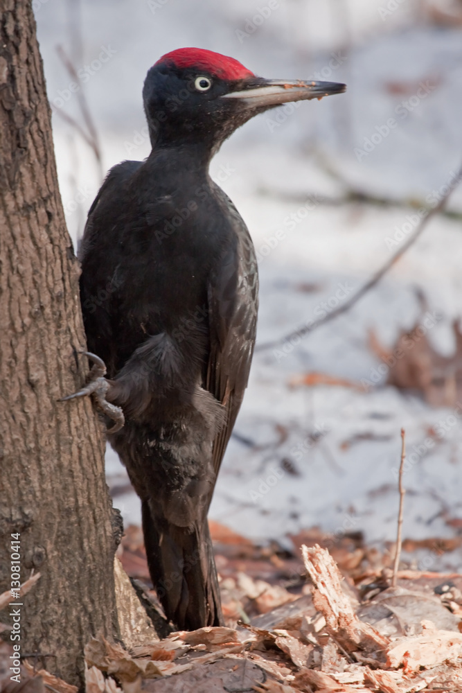 Obraz premium Black Woodpecker sitting on the tree (Dryocopus martius, male)