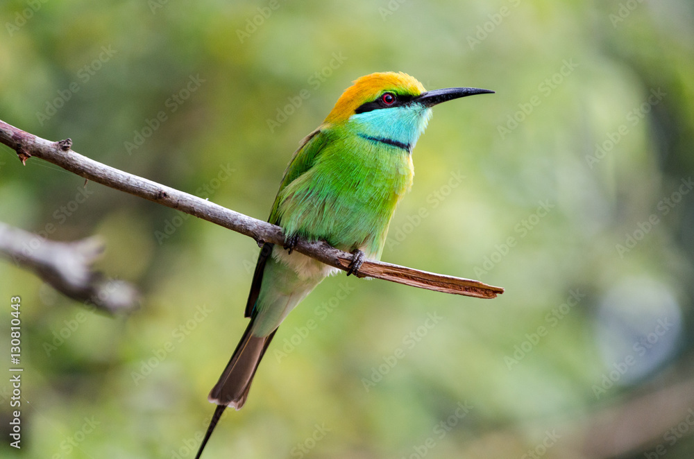 Green Bee eater bird on branch at Yala national Park, Sri Lanka Green Bee eater bird on branch at Yala national Park, Sri Lanka