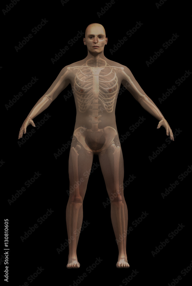 Fototapeta premium 3D rendering of man with superimposed skeleton. The man is a generic figure, any resemblance to real people is purely coincidental.