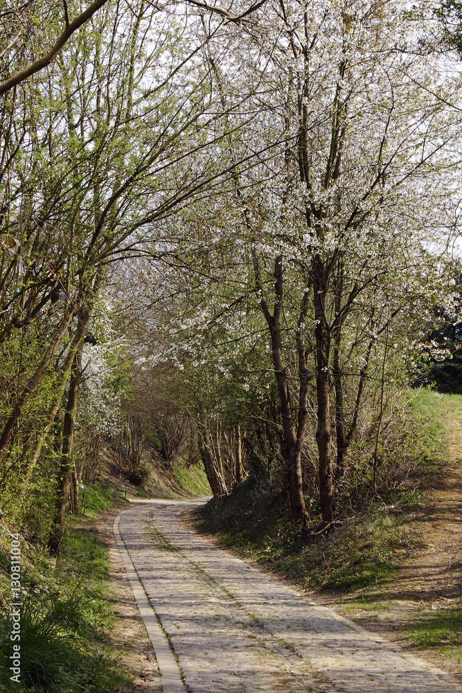 Blossoming trees in the spring woods
Blossoming trees in the spring woods