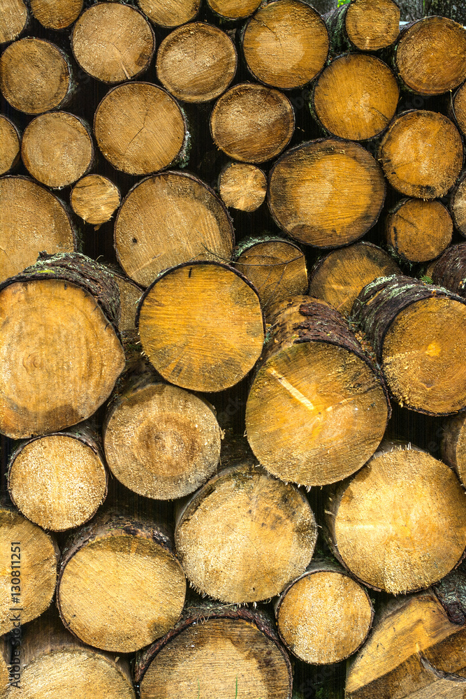 Pile of wood logs. Wood logs texture background.. Pile of wood logs. Wood logs texture background..