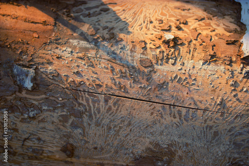 tree bark with termite tracks photo