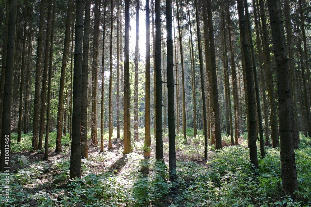 Forest with the sunshine