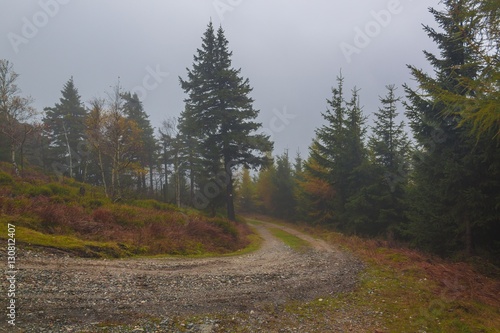  autumn forest