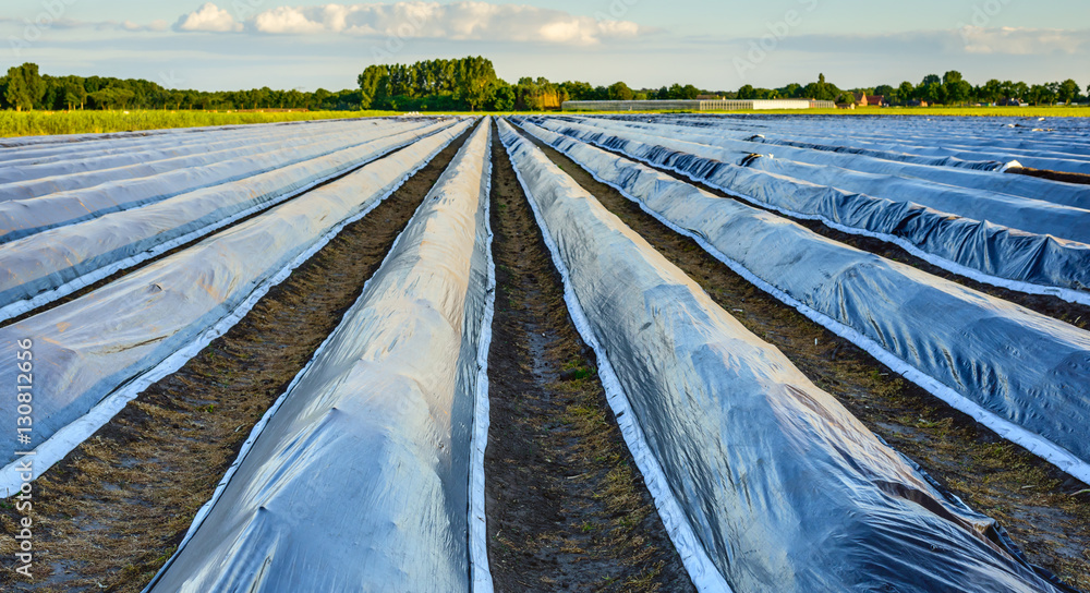 Asparagus beds covered with plastic film at sunset