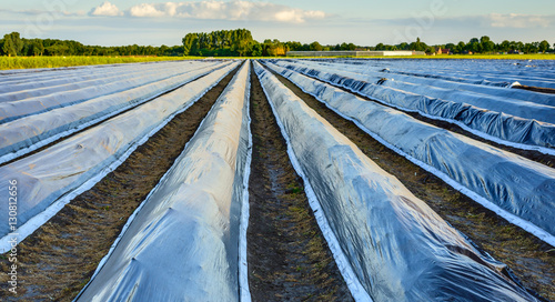 Obraz na płótnie Asparagus beds covered with plastic film at sunset w salonie