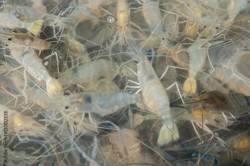 Abstract shrimp in the water for sale