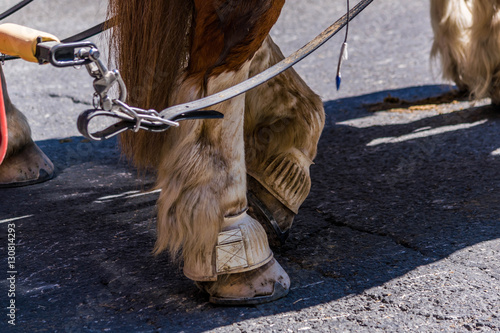 Postérieurs d'un cheval de trait.