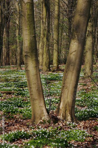 Trees in the spring woods, Europe
