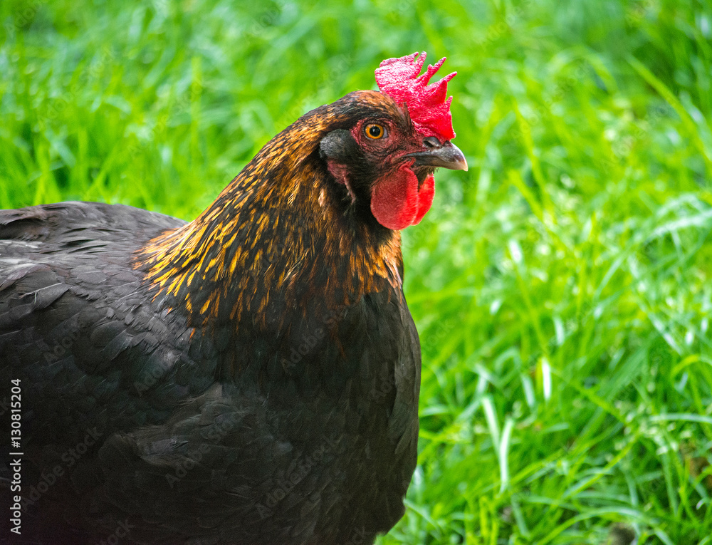 Beautiful Rooster on nature background